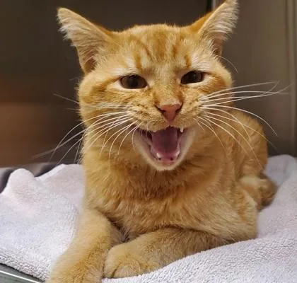 An adult large-sized male Domestic Short Hair cat named DunDee for adoption in Kansas City, MO