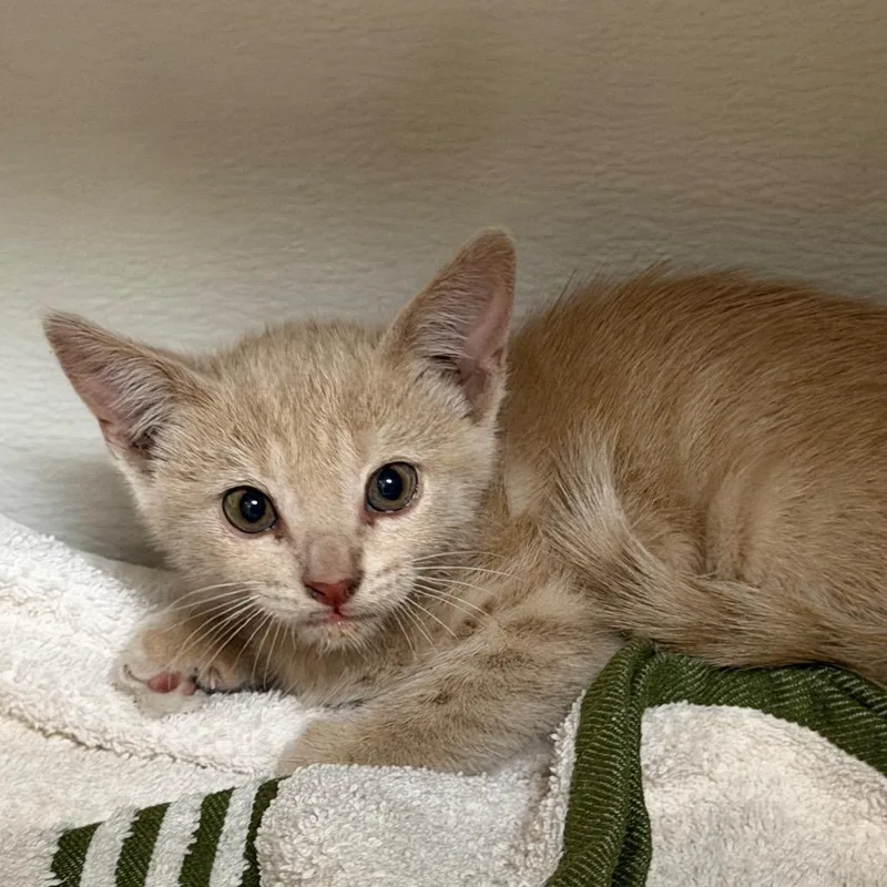 A baby small-sized male Orange / Red Domestic Short Hair cat named Lake for adoption in Yuma, AZ