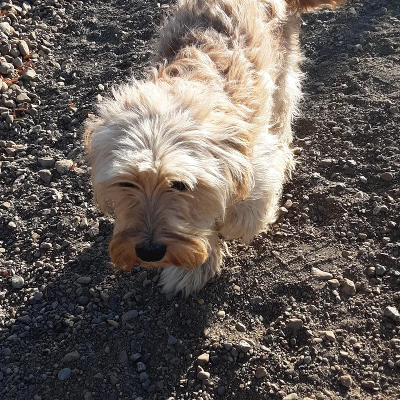 A young small-sized male Dachshund dog named Brian for adoption in Oroville, WA