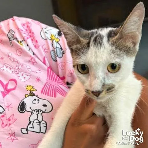 An adult medium-sized female Domestic Short Hair cat named Tansy for adoption in Washington, DC