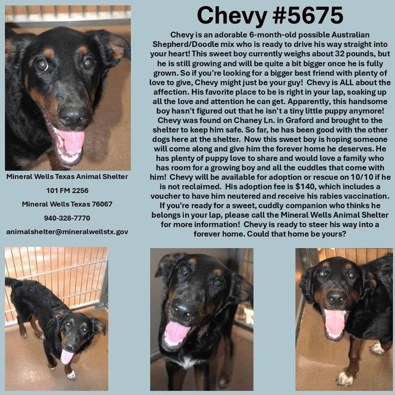 A baby medium-sized male Australian Shepherd dog named Chevy for adoption in Mineral Wells, TX