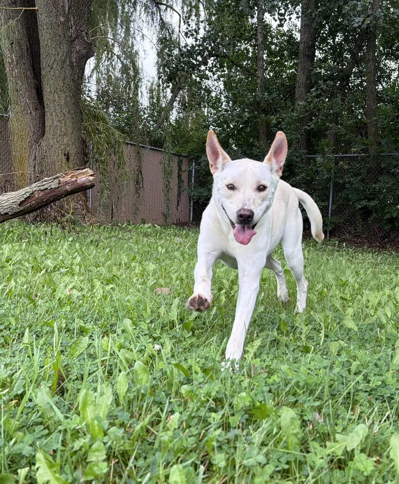 Gia