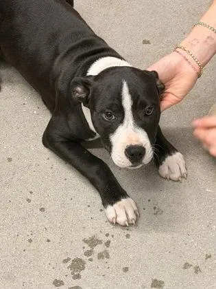 A baby small-sized female Mixed Breed dog named Nick for adoption in West Chester, PA