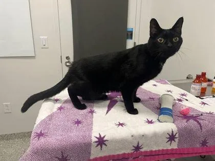 A senior large-sized male Black Domestic Short Hair cat named Ray for adoption in Kansas City, MO