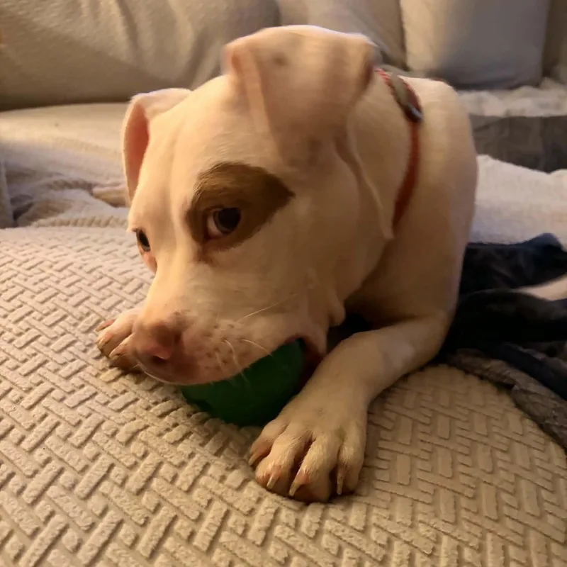 A young medium-sized female White / Cream Pit Bull Terrier dog named Dottie for adoption in Normal, IL