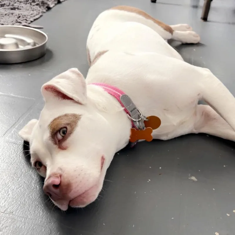 Dottie thumbnail 2