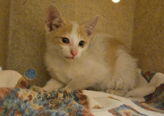 A baby small-sized male Domestic Short Hair cat named Creamsicle for adoption in Tustin, CA