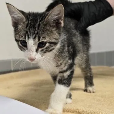 A baby small-sized male Brown / Chocolate Domestic Short Hair cat named Jamaica for adoption in Austin, TX