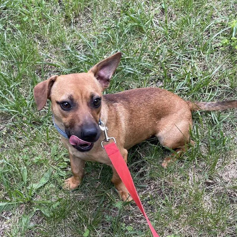 A young small-sized male Yellow / Tan / Blond / Fawn Mixed Breed dog named Doug for adoption in Springboro, OH