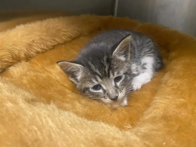 A baby small-sized male Domestic Short Hair cat named Theodore for adoption in Tustin, CA