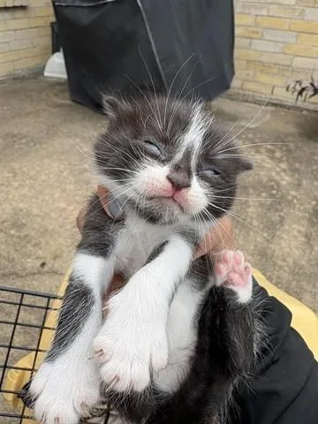 A baby small-sized female Domestic Short Hair cat named Doja for adoption in Houston, TX