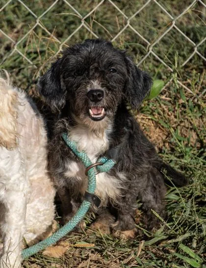 An adult small-sized female Poodle (Toy) dog named Eve for adoption in Yellville, AR