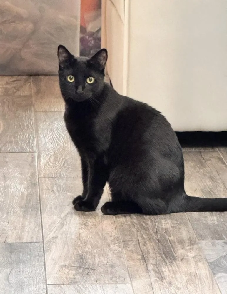 A baby small-sized male Black Domestic Short Hair cat named Binx for adoption in Ruskin, FL