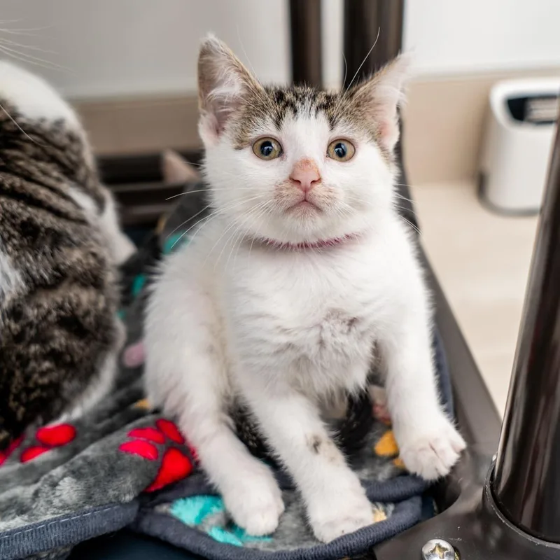 A baby small-sized female White Domestic Short Hair cat named Jolene for adoption in New York, NY
