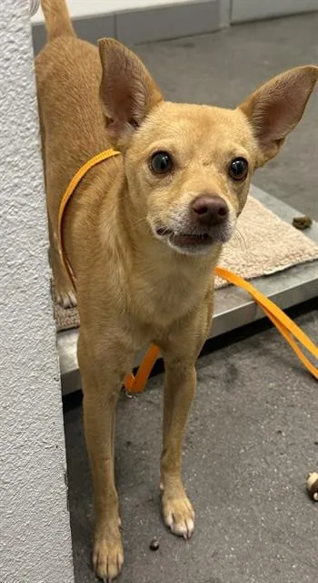 An adult medium-sized male Chihuahua dog named A for adoption in Mesa, AZ