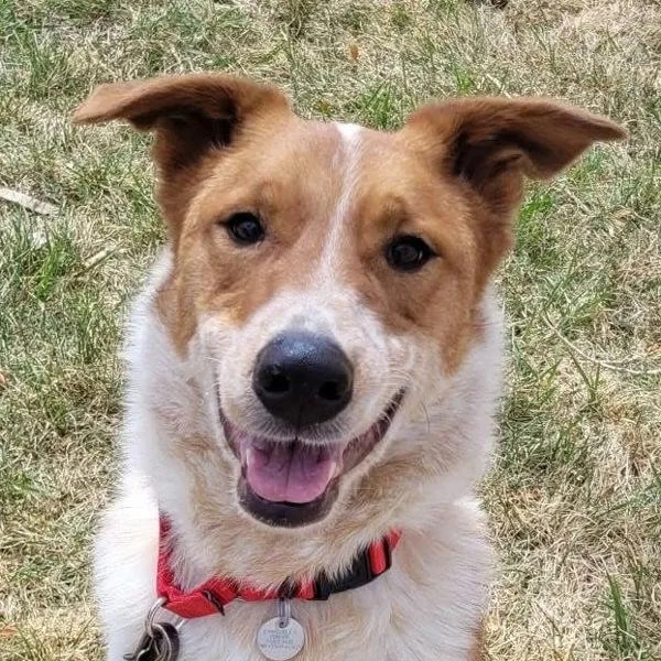 An adult medium-sized male Australian Cattle Dog / Blue Heeler dog named Joe for adoption in Golden, CO