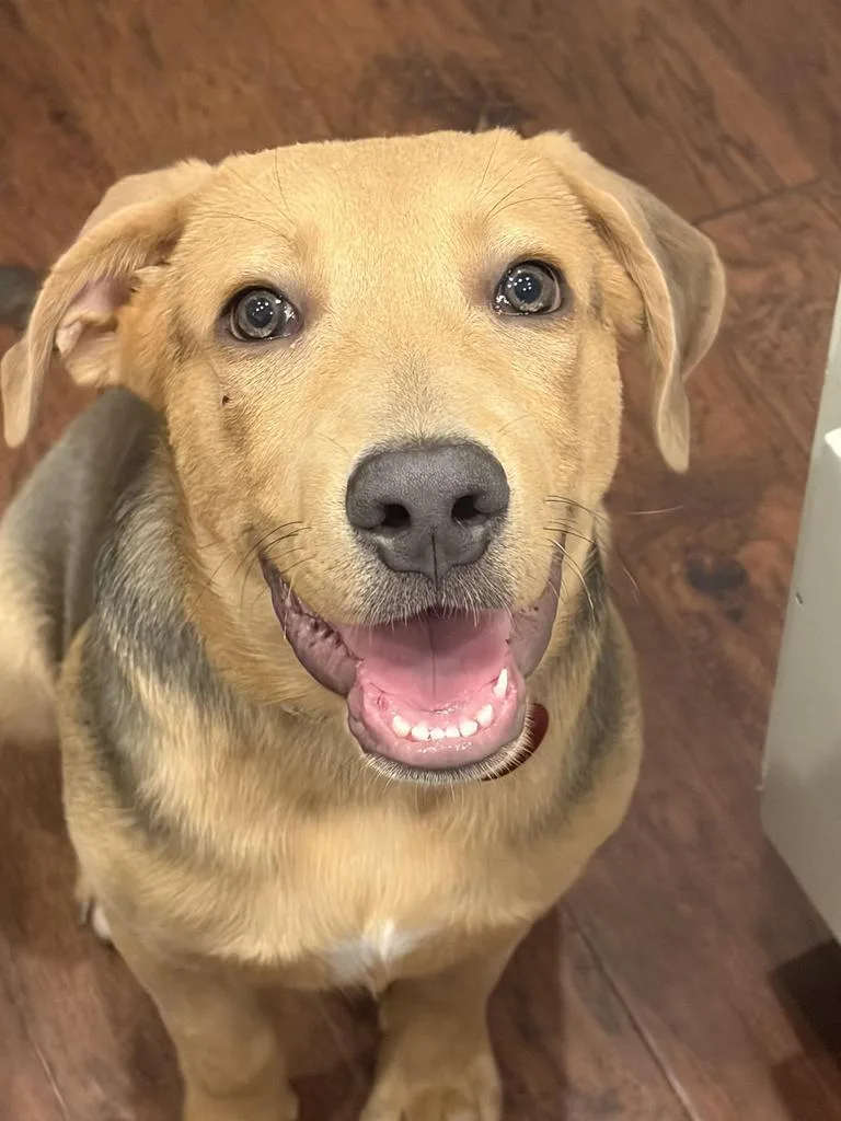 A baby large-sized male Mixed Breed dog named Bruce Woofsteen for adoption in Little Rock, AR