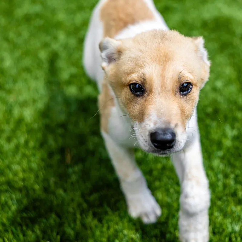 A baby small-sized male Yellow / Tan / Blond / Fawn Cattle Dog dog named Matcha for adoption in Naperville, IL