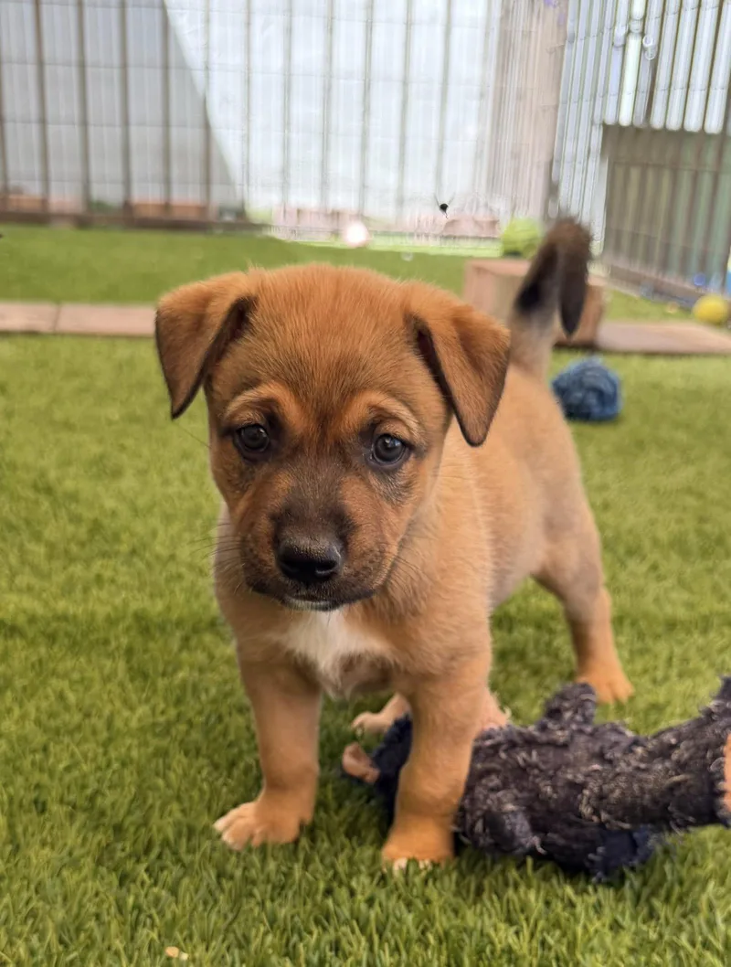 A baby medium-sized female Patterdale Terrier / Fell Terrier dog named Cilantro for adoption in Phoenix, AZ