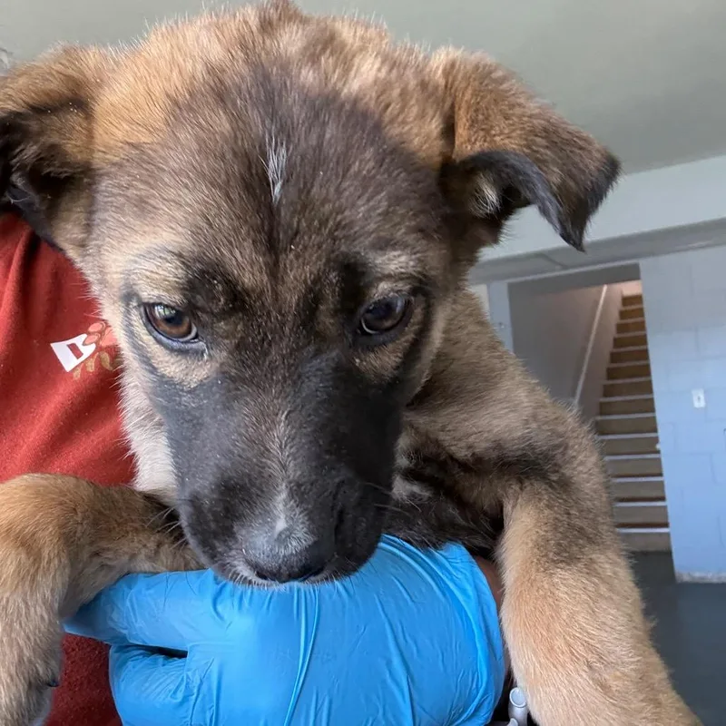Brownie thumbnail 3
