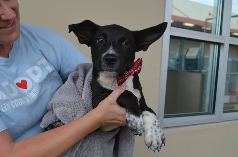 A baby medium-sized male Border Collie dog named Zion for adoption in McKinney, TX