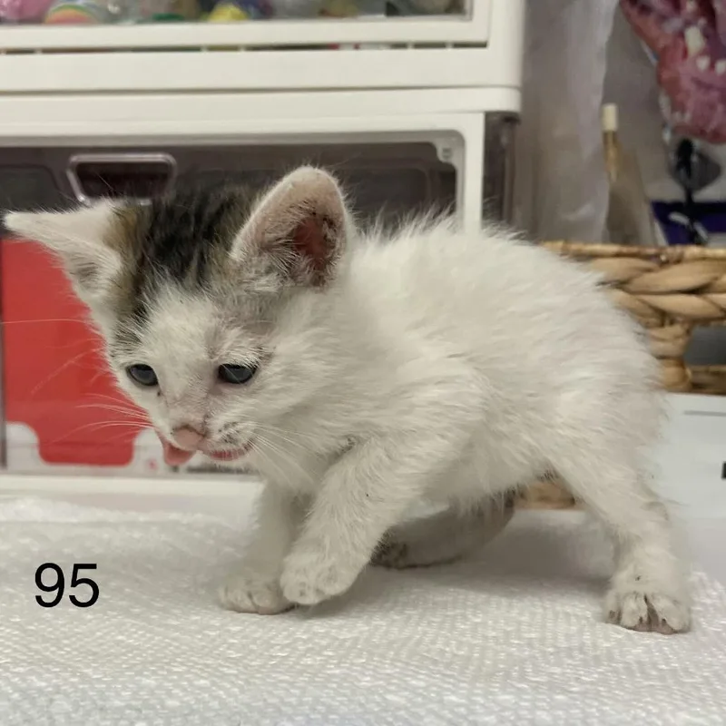 Peanut