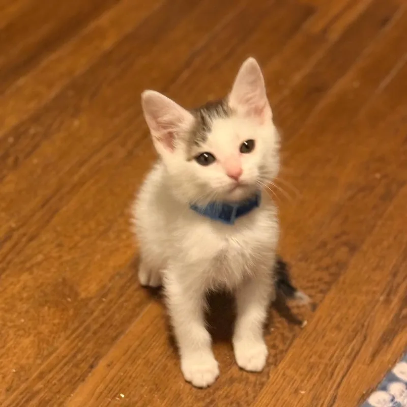 Peanut thumbnail 2