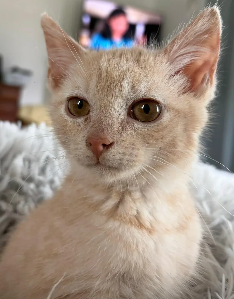 A baby medium-sized male Tabby (Buff / Tan / Fawn) Domestic Short Hair cat named Corderoy for adoption in Orange, VA