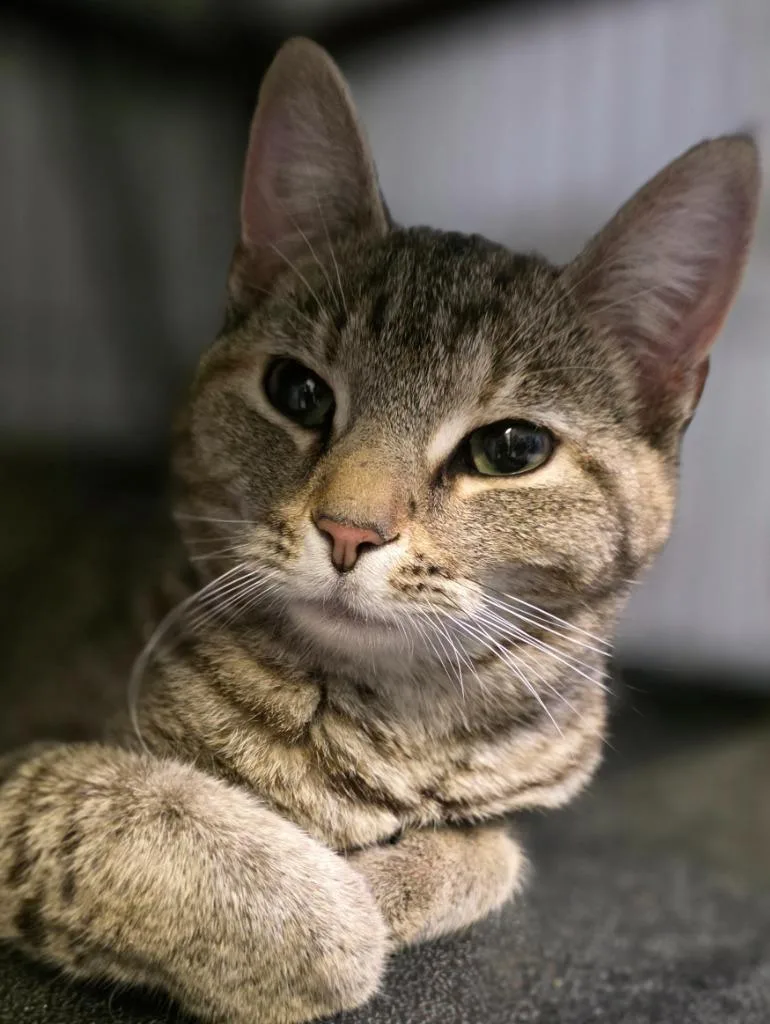 A young medium-sized female Domestic Short Hair cat named Pineapple for adoption in Saginaw, MI