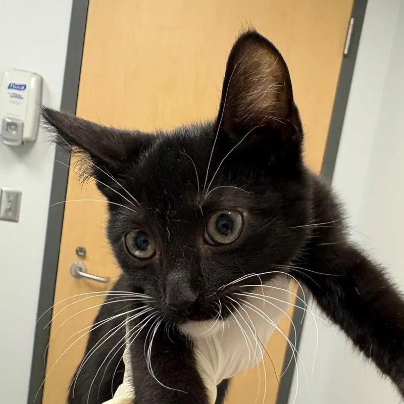 A baby small-sized male Black Domestic Short Hair cat named Max for adoption in Jacksonville, FL