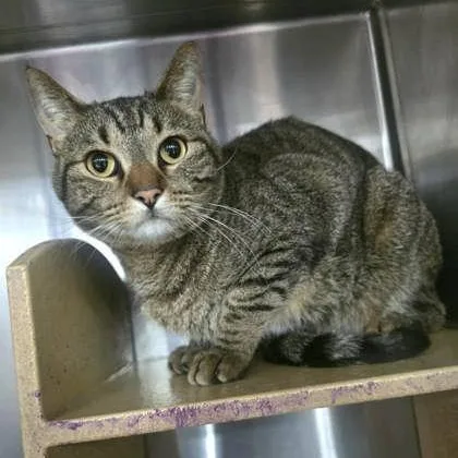 An adult medium-sized male Tabby (Brown / Chocolate) Domestic Short Hair cat named Bear Bear for adoption in Warr Acres, OK