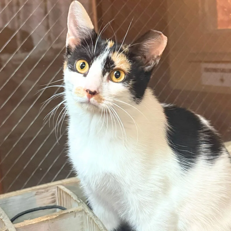 A young medium-sized female Domestic Short Hair cat named Polina for adoption in Brooklyn, NY