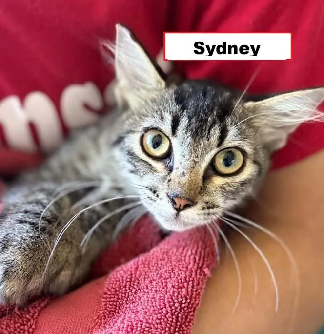 A baby medium-sized female Domestic Short Hair cat named Sydney for adoption in Zimmerman, MN