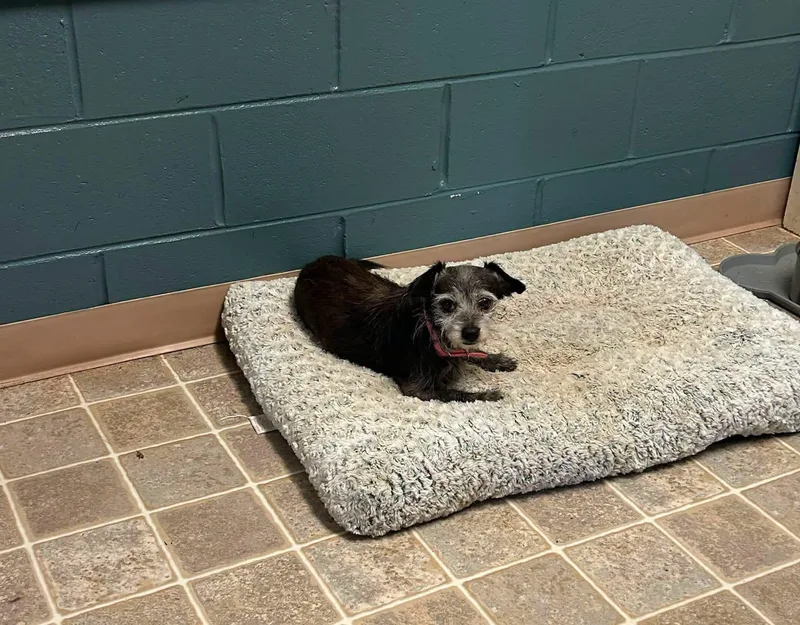 A senior small-sized male Black Terrier dog named Boots for adoption in Salem, WV