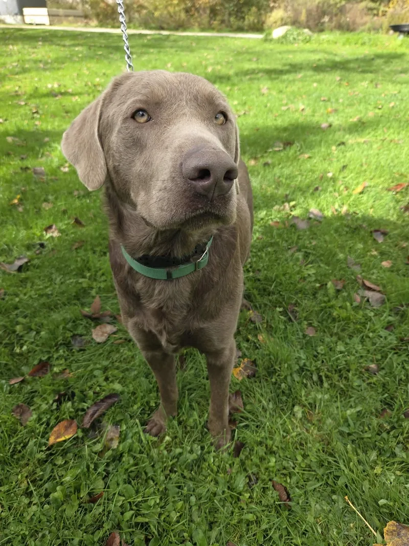 An adult large-sized male Chocolate Labrador Retriever dog named LoganNot Accepting Applications Yet for adoption in Medina, OH