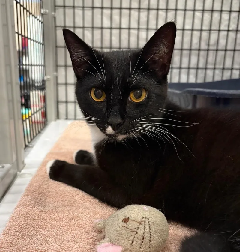 A young medium-sized male Domestic Short Hair cat named Sherwood for adoption in Raleigh, NC