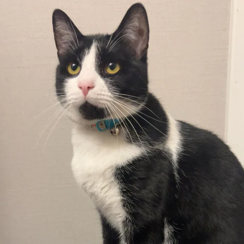 An adult small-sized male Black Domestic Short Hair cat named Casper for adoption in Bristol, IN