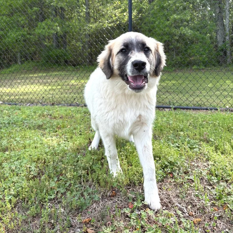 A young medium-sized male White / Cream Great Pyrenees dog named Wrangler for adoption in Cabot, AR