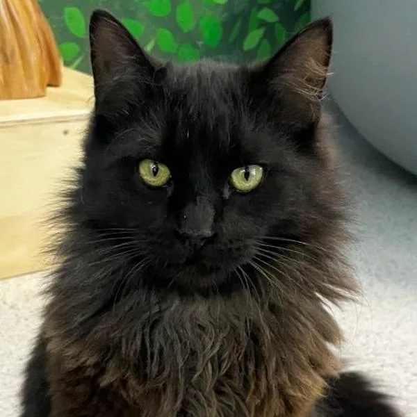 A young medium-sized male Domestic Long Hair cat named Bramble for adoption in Walnut Creek, CA
