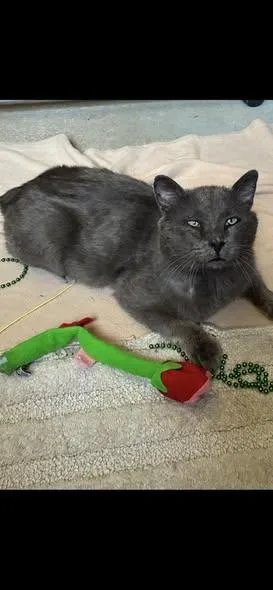 An adult medium-sized male Gray / Blue / Silver Domestic Short Hair cat named Auggie for adoption in Omaha, NE