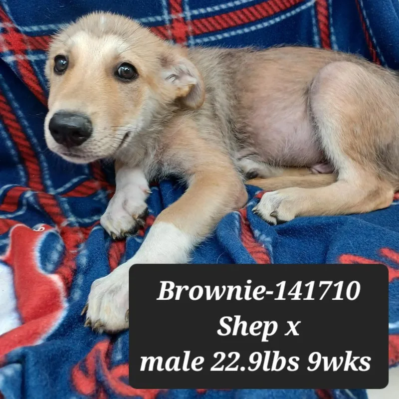 Brownie