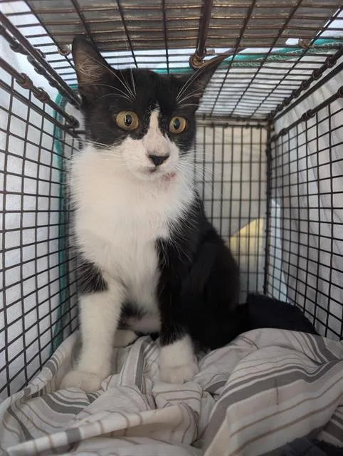 A young small-sized female Domestic Short Hair cat named Mimmie for adoption in San Antonio, TX