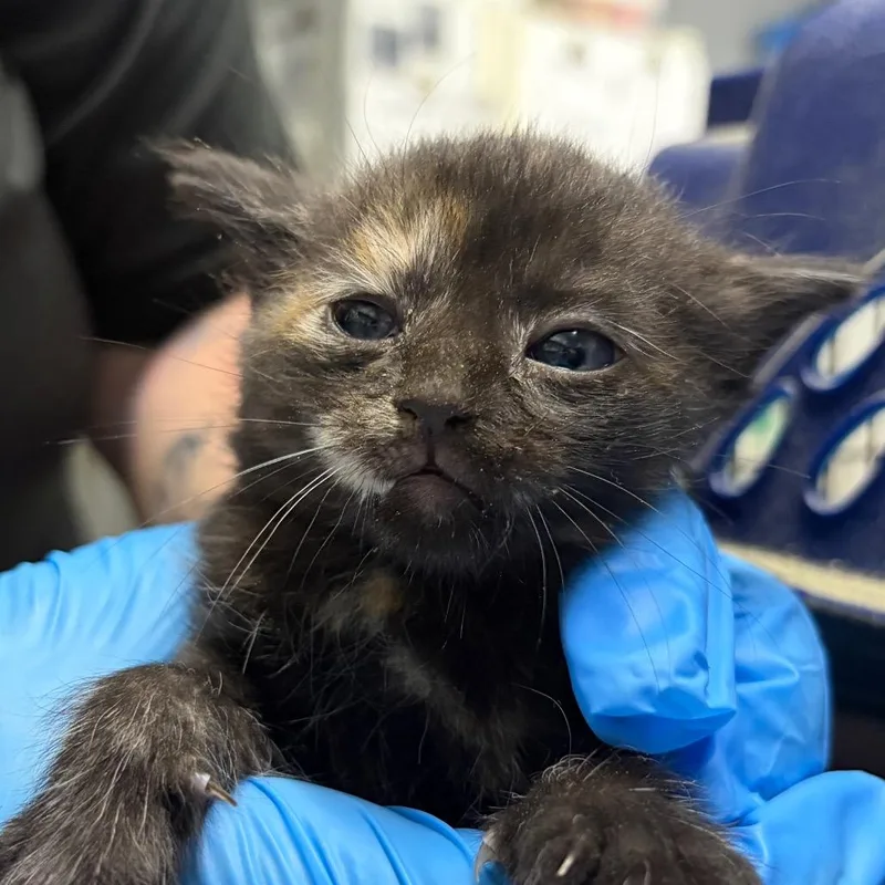 A baby small-sized female Tortoiseshell Domestic Short Hair cat named Paprika for adoption in Summerville, SC