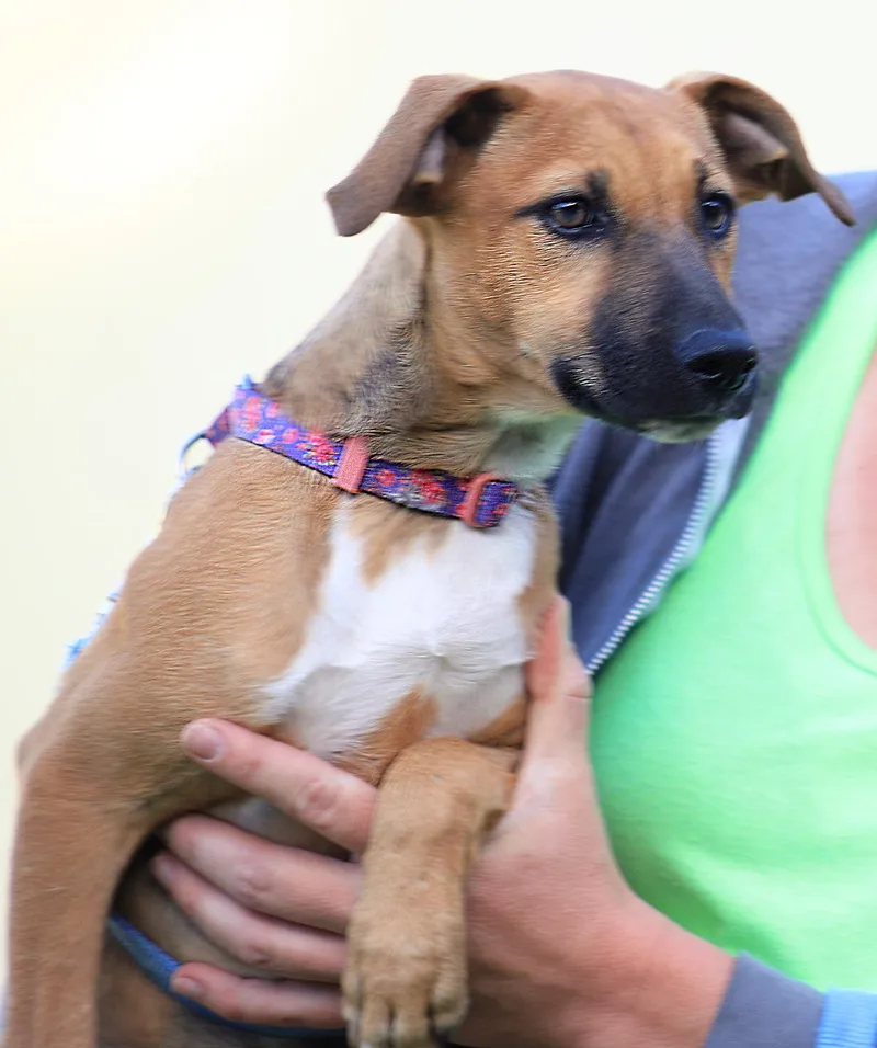 A baby medium-sized female Hound dog named Maple for adoption in North Fort Myers, FL