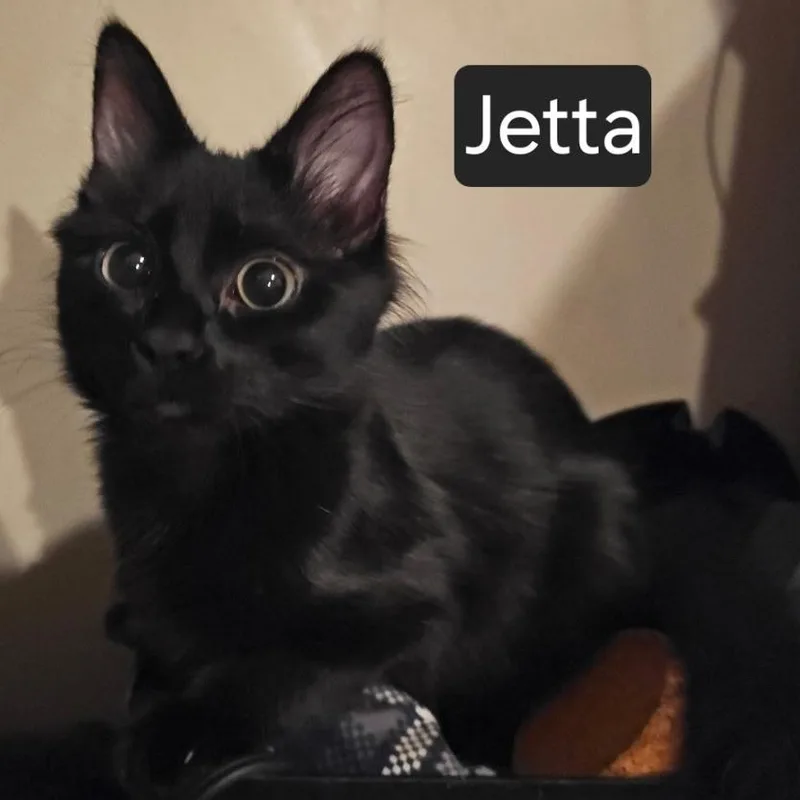 A young medium-sized female Black Domestic Short Hair cat named Jetta for adoption in SNOW HILL, NC