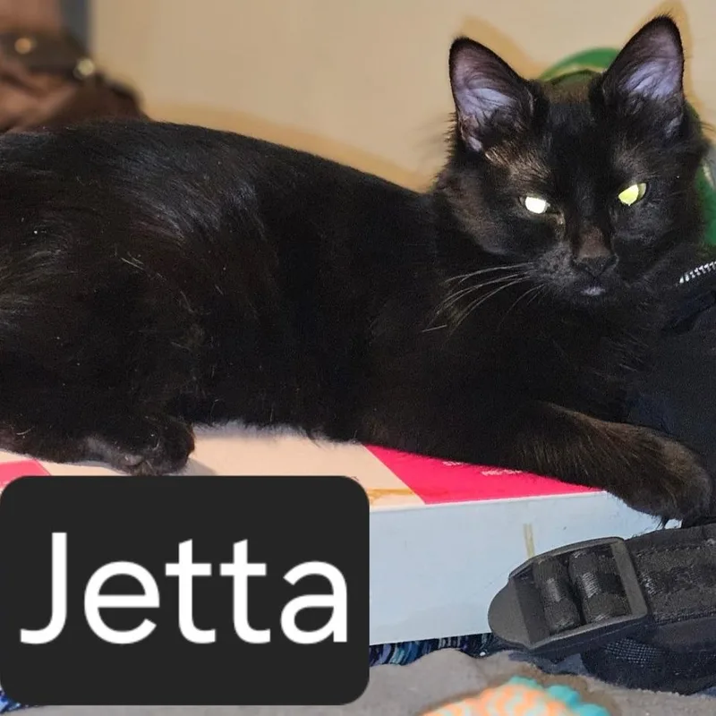 Jetta thumbnail 2