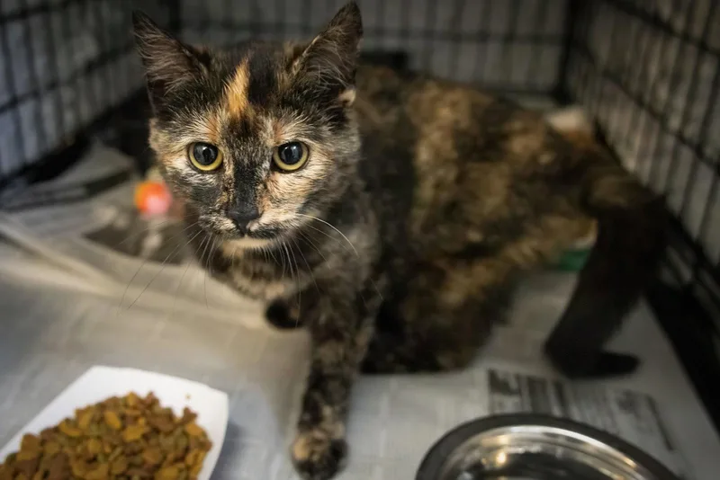 Cocobola thumbnail 2