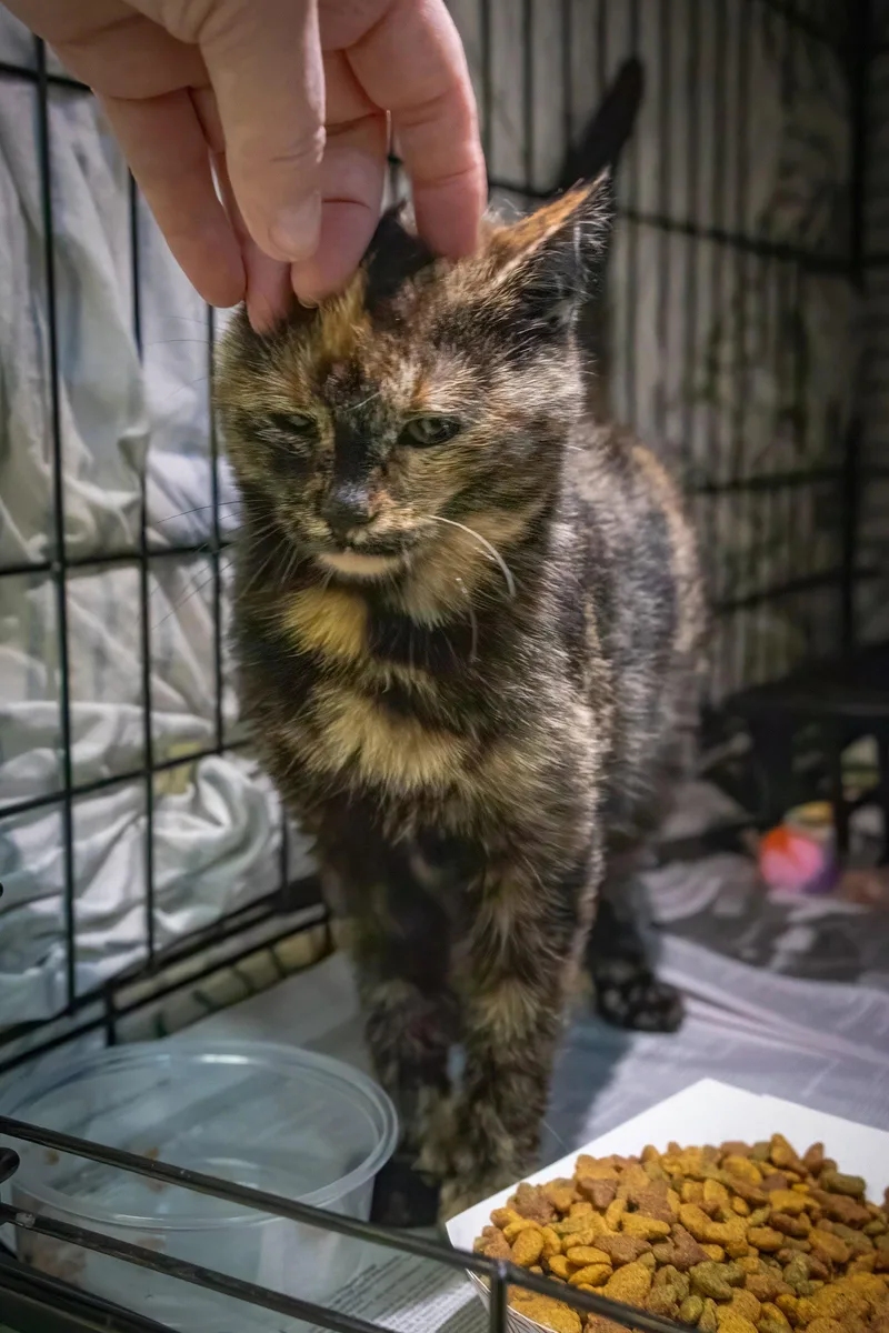 Cocobola thumbnail 3