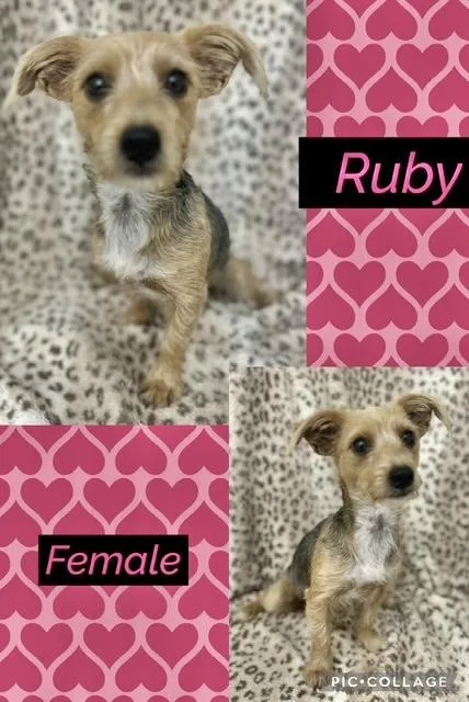 An adult small-sized female Yorkshire Terrier dog named Ruby for adoption in Manchester, CT