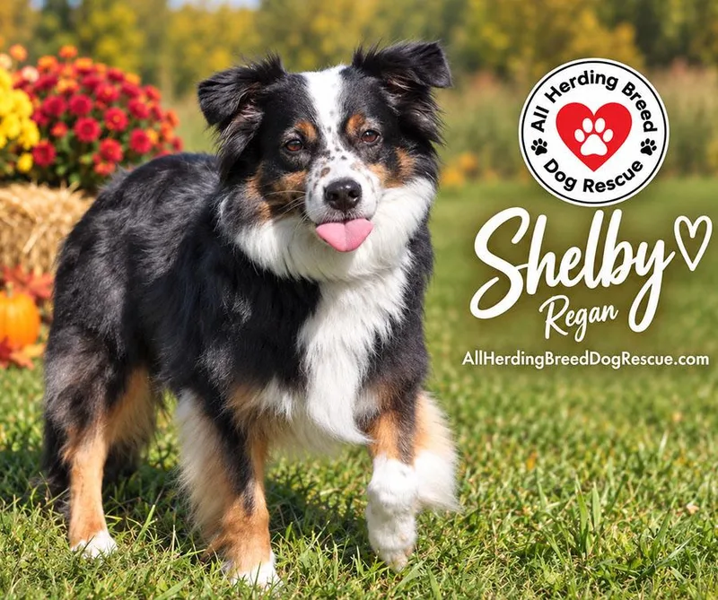 Shelby